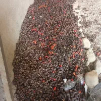 15تن ضایعات خرما به فروش میرسد