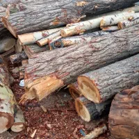 خرید چوب و هرس