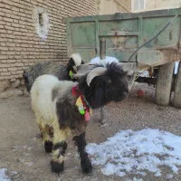 100000|حیوانات مزرعه|جونقان, |دیوار