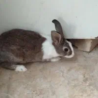چهار عدد بچه خرگوش جوان