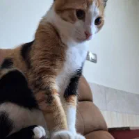 گربه عقیم شده ماده