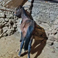 کره اسب|اسب و تجهیزات اسب‌سواری|داران, |دیوار