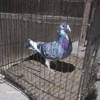 پرشی وساده|پرنده|صابری, |دیوار