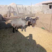 فروش بره قوچ|حیوانات مزرعه|سرچهان, |دیوار