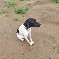 سگ شکاری دنبلانی