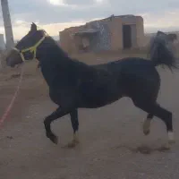 کره مادیون مشگی|اسب و تجهیزات اسب‌سواری|بوئین زهرا, |دیوار