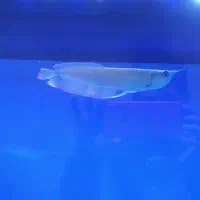 فروش آروانا سیلور