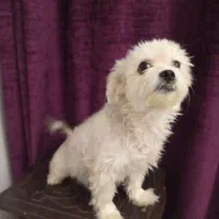 واگذاری یک جفت سگ جداگانه یا باهم.|سگ|فردیس, فردیس|دیوار