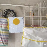 طوطی برزیلی|پرنده|ایلام, |دیوار