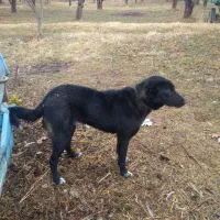 سگ نر|سگ|میاندوآب, |دیوار