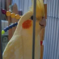 پرنده فروشی|پرنده|دماوند, دماوند|دیوار