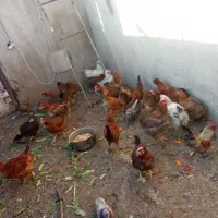 مرغ تخمگذار|حیوانات مزرعه|قدس, شهرقدس|دیوار