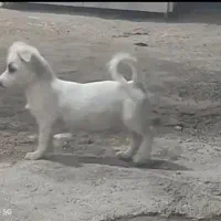 سگ پاکوتاه