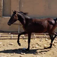 اسب|اسب و تجهیزات اسب‌سواری|دزفول, |دیوار