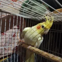 عروس هلندی یک جفت|پرنده|نگین شهر, |دیوار