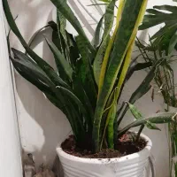 گل انجری و گل ها|گل و گیاه طبیعی|مشهد, آبادگران|دیوار