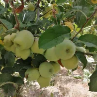 مقداری سیب فروشی