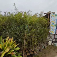 انواع گل های باغچه