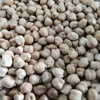 نخود بذری پاییزه رقم منصور سرابله چرداول