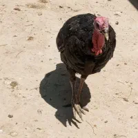 بوقلمون|حیوانات مزرعه|بروجرد, |دیوار