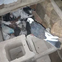 کبوتر دارم