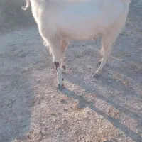 پازن دو رگه هیکل برایفروش لیکک هستم