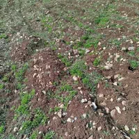 سرکارگر|خدمات باغبانی و درختکاری|کرمانشاه, |دیوار