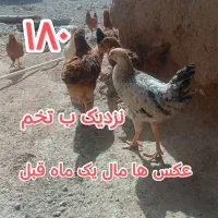 جوجه مرغ و خروس محلی|حیوانات مزرعه|سلامی, |دیوار