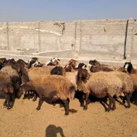 ۲۶ راس میش افشاری جوان آبستن سنگین بره دار