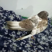 کبوتر|پرنده|مشهد, کوشک مهدی|دیوار