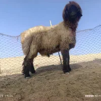 بره قوچ بختیاری