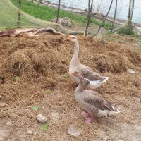 غاز|حیوانات مزرعه|سیاهکل, |دیوار