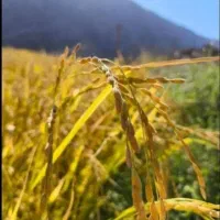 برنج چمپا (چیتاب صالحان)