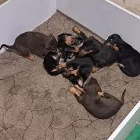 توله های دو ماهه دو برمن