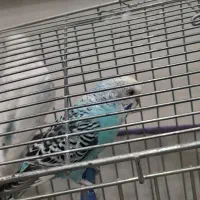 مرغ عشق|پرنده|شاهین دژ, |دیوار