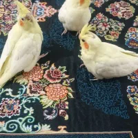 جوجه ی عروس هلندی ۴۰روزه|پرنده|بندر دیر, |دیوار