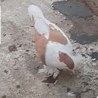کبوتر افقانی
