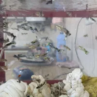 ماهی گوپی تعداد