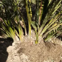 نهال های خرما|خدمات باغبانی و درختکاری|مرودشت, ژیان|دیوار