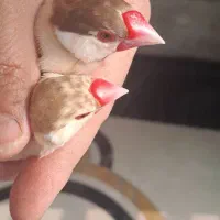 فنج نرگسی شکلاتی