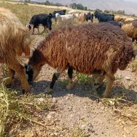فروش 3عددمیش وبره