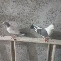 تهرانی با شیخی