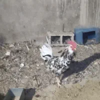 فروش جوجه نژاد دار از برهما وگلین وایسبارومحلی|حیوانات مزرعه|جهرم, |دیوار