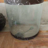 آکواریوم/ آکواریوم شیشه خم|ماهی|قم, بنیاد|دیوار