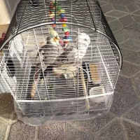 عروس هلندی|پرنده|مشهد, رضاشهر|دیوار