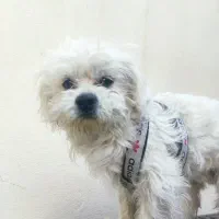 فروش دو سگ نر و ماده|سگ|شیراز, طلاب|دیوار