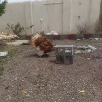 فروش بوقلمون