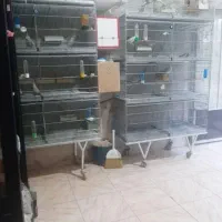 پرنده سرای ارسام