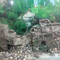 آکواریوم|ماهی|قم, علی آباد سعدگان|دیوار