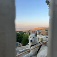 واگذاری سیبرین هاسکی|سگ|شیراز, معالی‌آباد|دیوار